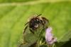 Anthophora plumipes